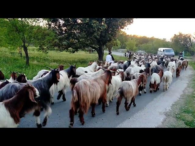 LifeStyle Of BakarWal Family || BakarWal || Nature's Traveler || BakarWal Family || Gujjar bakarwal