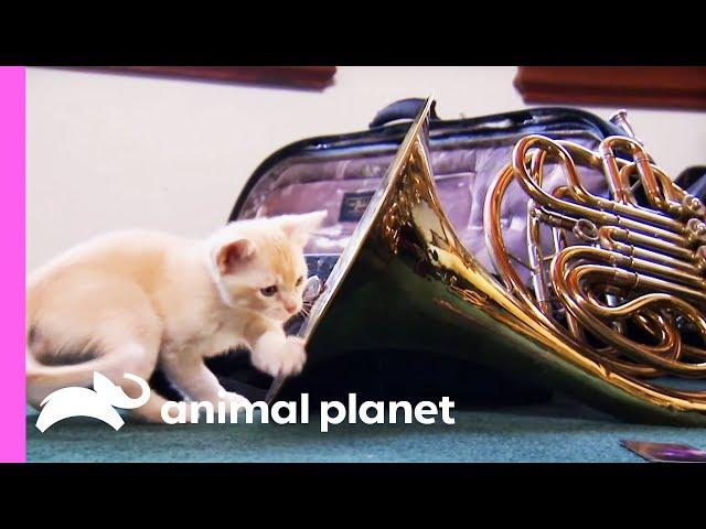 Musical Kitten Puts On A Performance For Her Family | Too Cute!