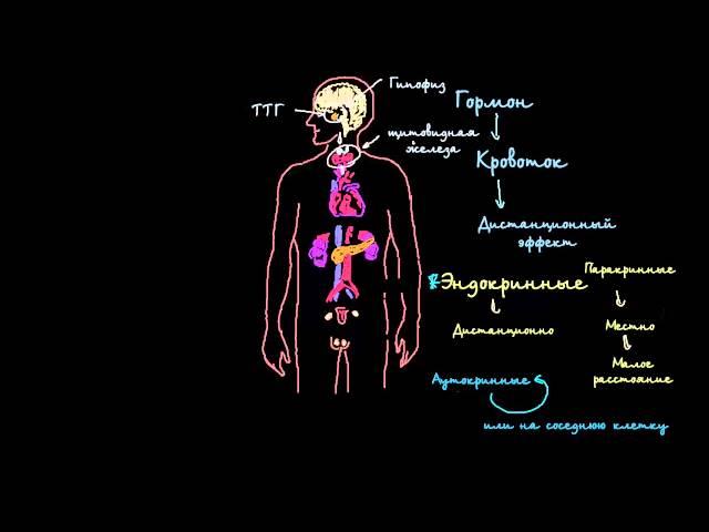 Введение в эндокринную систему