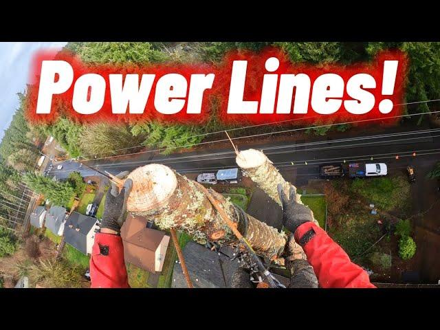 Sketchy Tree Removal Near Houses & Power Lines!