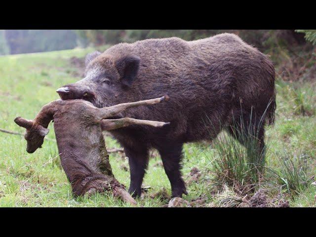 Wild boar - armored tractor! He hunts hares and eats deer!