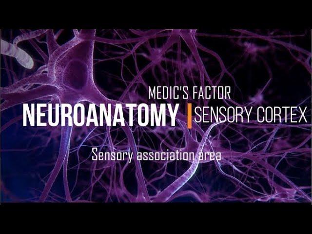 Part 13 : Cerebrum - Functional cortex - Sensory association area & Wernick's area  | Neuroanatomy