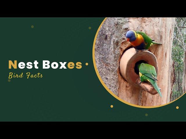 Nest Boxes