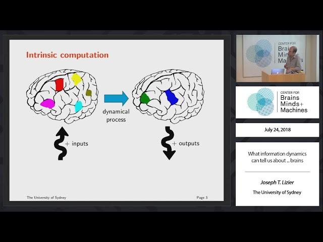 What information dynamics can tell us about ... brains