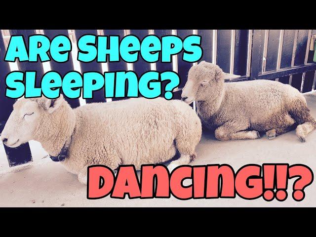 sheeps keeping rhythm! lovely @Mother Farm Tokyo Japan Aug.3.2019