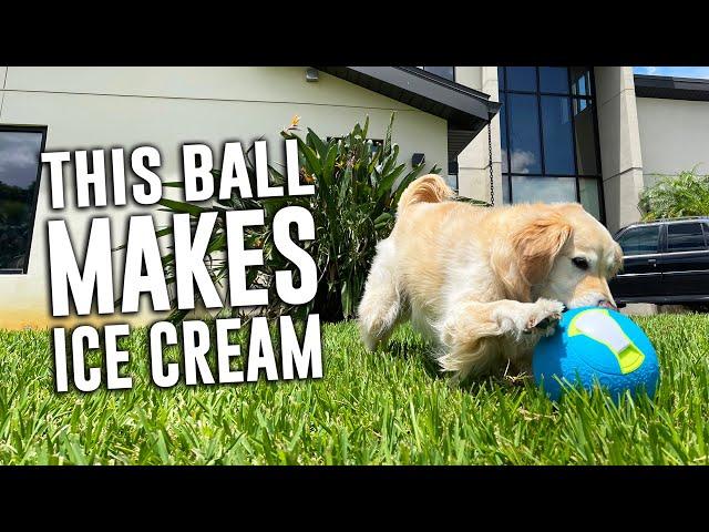 DOG TOY THAT MAKES ICE CREAM!