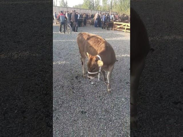 24 сентября 2021 г. Jalaquduq mol bozoridan lavxa.