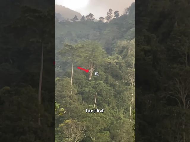 APES! KEMAGRIBAN PULANG DARI CURUG KETEMU KUNTILANAK NONGKRONG #viral #shorts #gunung #kuntilanak