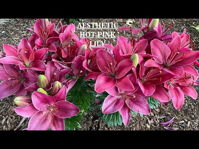 4K Relaxation Video:Watch This Pretty Pink Lily @positivesprinkles7877 |Asiatic Lily flower #pinklily