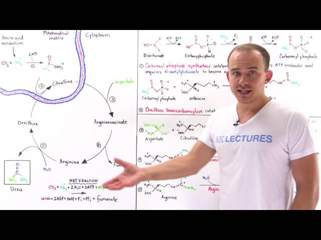 Urea cycle