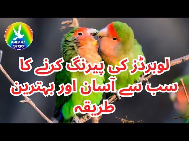 Lovebirds Ki Pairing Kaise Karein? | Dhedhi Birds