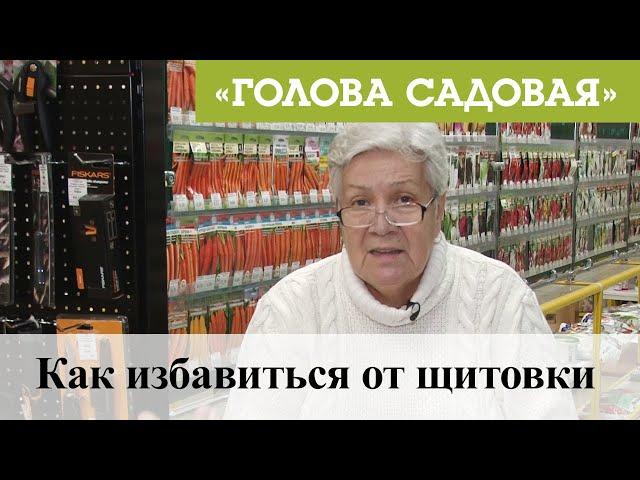 Голова садовая - Как избавиться от щитовки