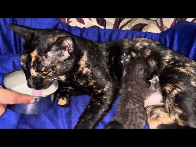 Mother cat Feeding her cutest tribe kittens 