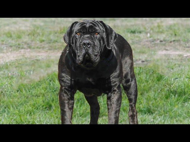 10 Best Giant Dog Breeds That Make Great Pets