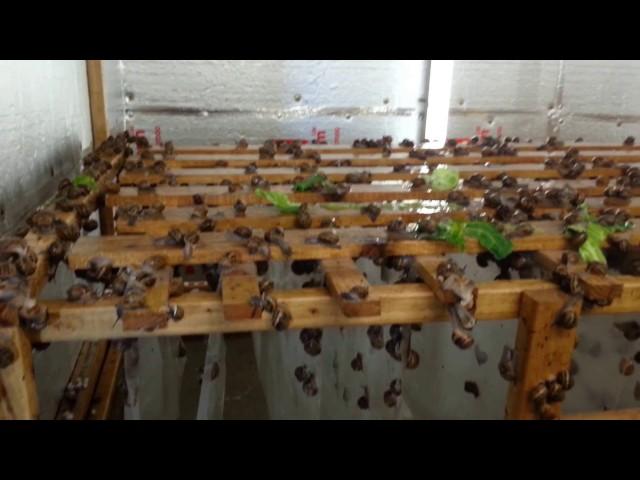 Snail farm breeding room.Kerry Escargot