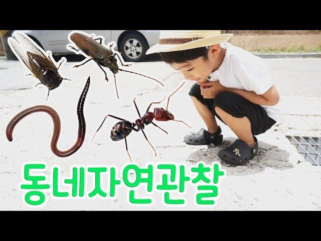 장수풍뎅이 잡을 수 있을까? 우리동네 자연관찰 insect Observation #지호랑놀자