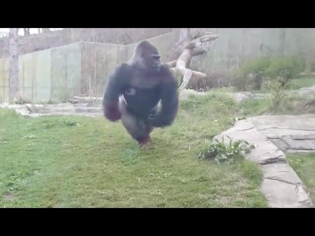 Gorilla charging at Zoo Barrier, Breaking glass 2016