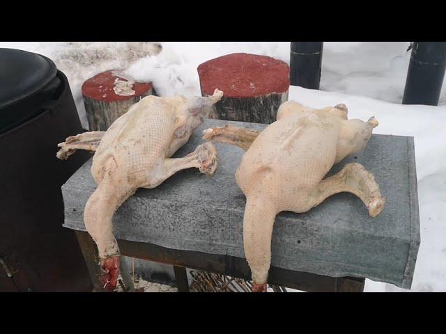 Гуси крупная серая, вес тушки весной- после зимовки