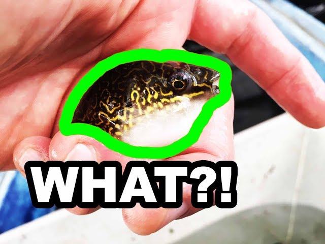 AQUACULTURE Lab Part Three Aquarium Fish Science PUFFER FISH & ANGEL FISH