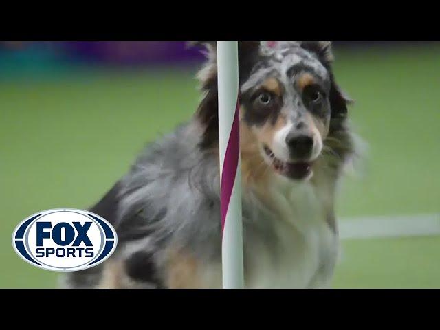 Watch Australian Shepherd, Holster, Win 2016 Masters Agility Championship | FOX SPORTS