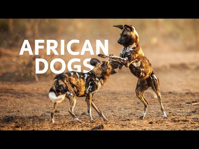 Chasing The Endangered Painted Dogs Across The African Wilderness | Wild Dogs