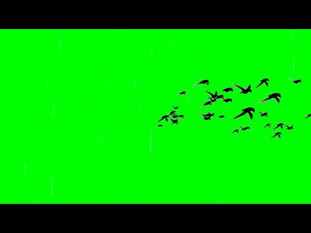 Birds flying | Birds flying green screen 4k | Green Screen effect | 1