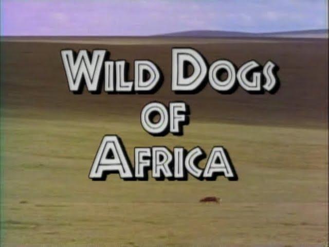 Wild Dogs of Africa (1991)