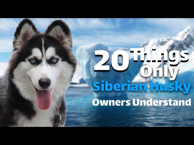 20Things Only Siberian Husky Owners Understand