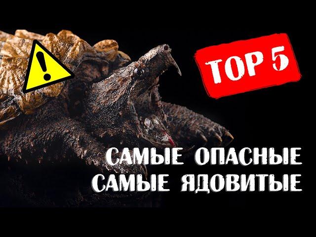 ТОП 5 самых опасных и ядовитых животных в Panteric