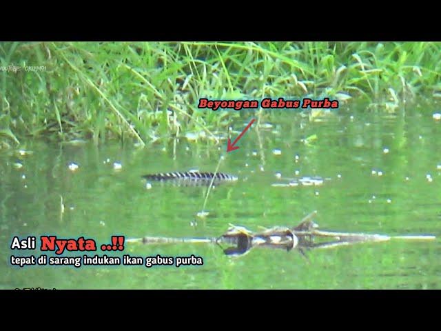 Nyata ..!!Muncul Beongan Indukan Ikan Besar Saat Mancing Ikan Gabus Di Sungai Liar