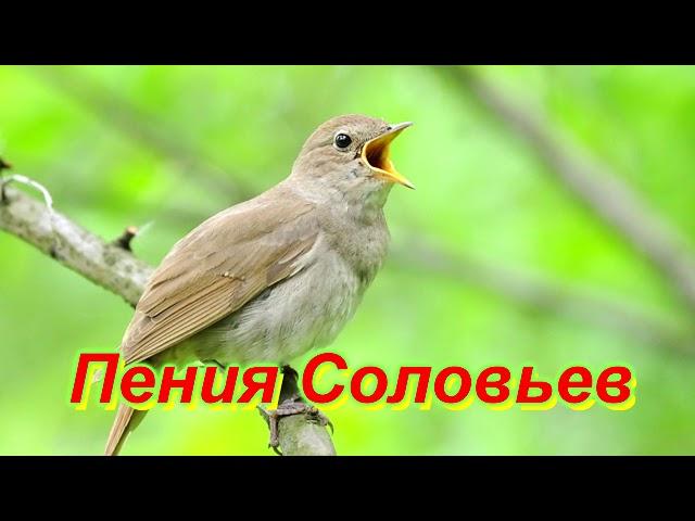 Соловьи Поют  Звуки Природы,Релакс перед сном  Sounds of Nature