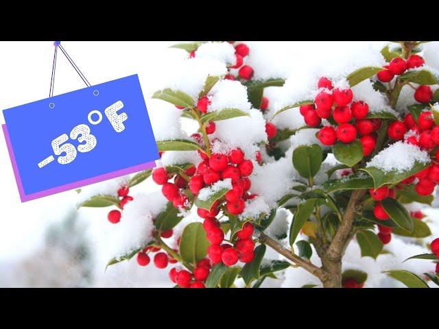 4 Rare Fruit Bushes You Need To Grow | Cold Hardy Fruit To Wow! | Part 1