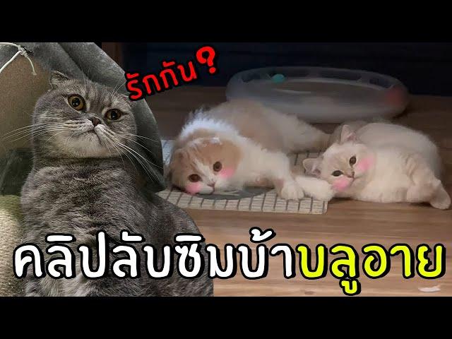 [ENG SUB] Zimba and Blueeyes' love story doesn't Impress me at all!