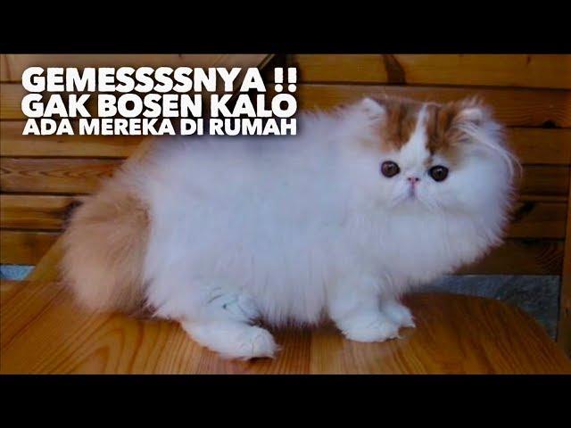 GEMEEESS!! 10 JENIS KUCING TERCANTIK DI DUNIA