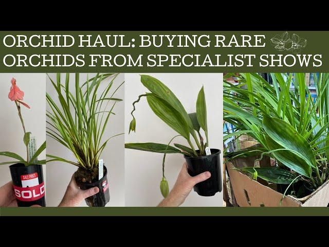 Orchid Haul: buying rare orchids from a specialist species show.