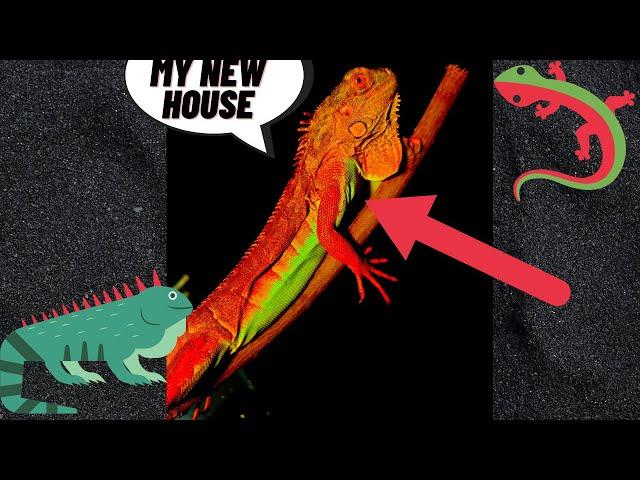 NEW BABY SUPER RED IGUANA COMES HOME! Nail Care!