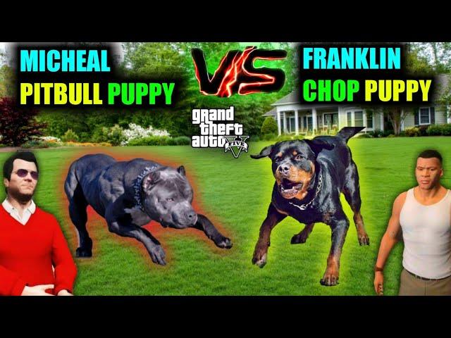 Micheal (PITBULL) Vs Franklin (CHOP)  Aggressive Fight In Gta 5 ( Micheal Vs Franklin) Part 1