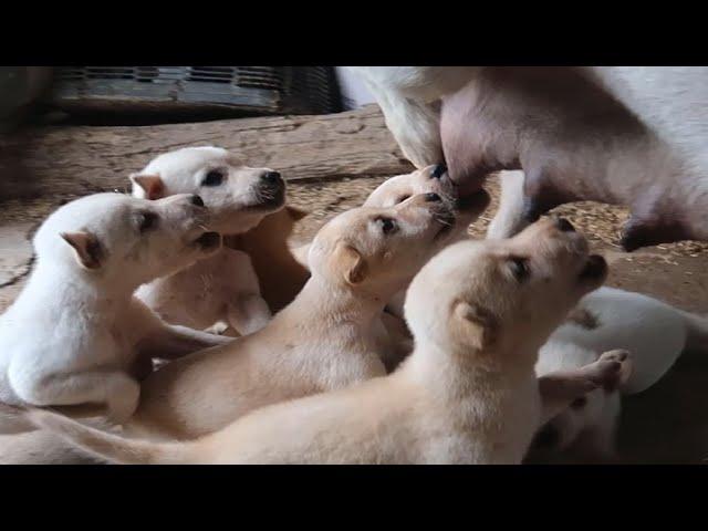 Puppies want mother's milk .