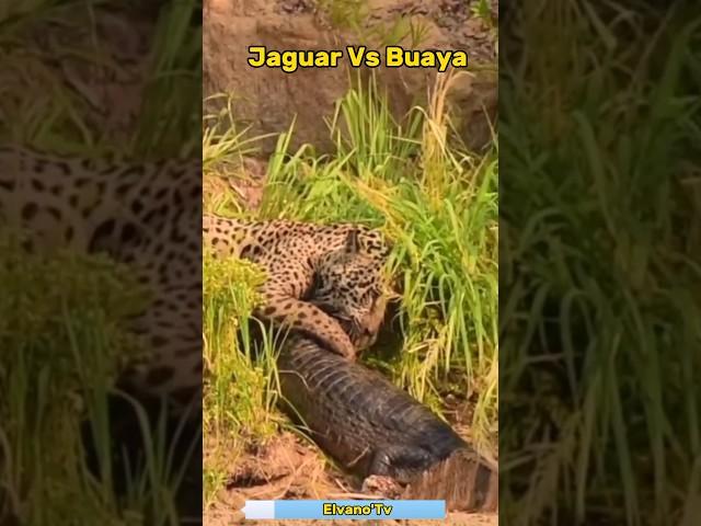 Jaguar Memburu Buaya #shorts #jaguar