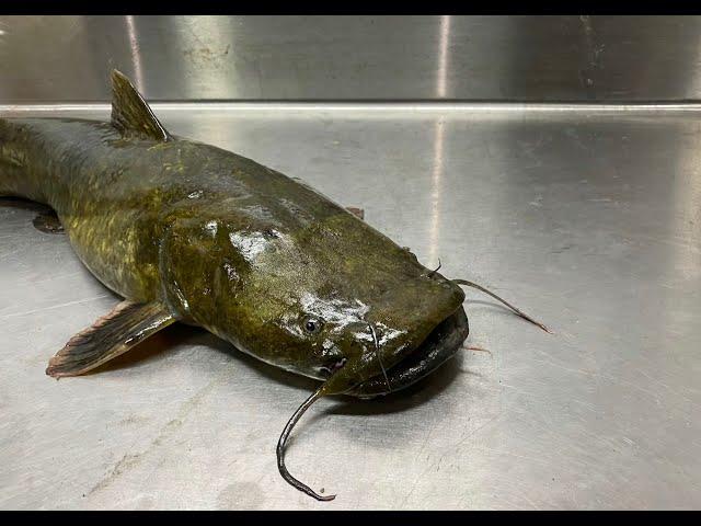 How to Fillet a Catfish