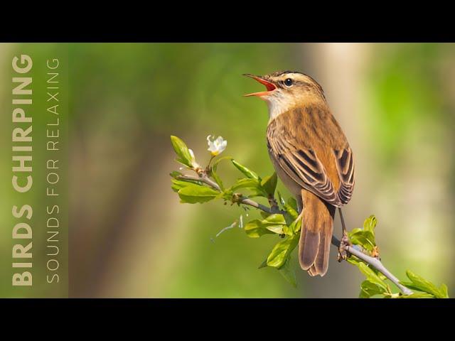 Bird Sounds - Birds Singing Without Music, Soothing Nature, Stress Relief, Calm Time, Reduce Stress