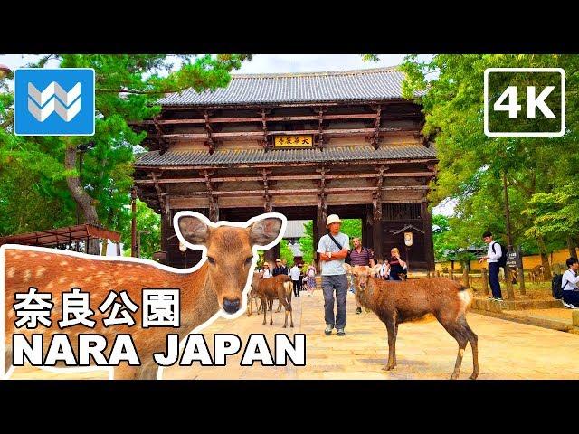 [4K] Nara Park, Japan (奈良公園) Walking Tour & Travel Guide - Deer Bowing  Binaural Sound