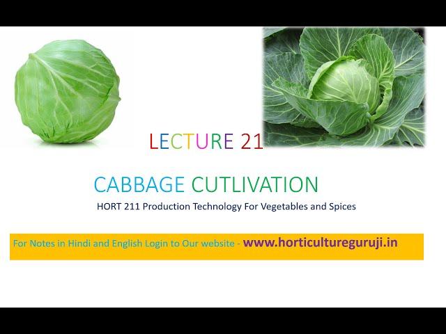 #HORT211 | Lecture 21 Cabbage Cultivation | पत्ता गोभी की खेती | बंद गोभी की खेती