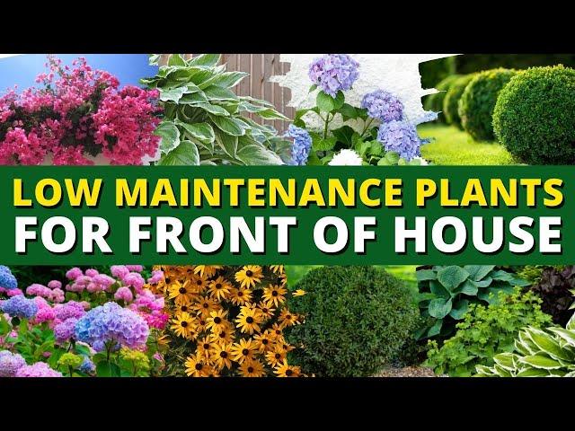 5 Best Low Maintenance Plants for Front of House Garden   Ground Cover Plants 