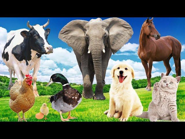 Wild Animal Sounds: Horse, Cow, Duck, Dog, Hen, Cat, Elephant,... | Animal Moments