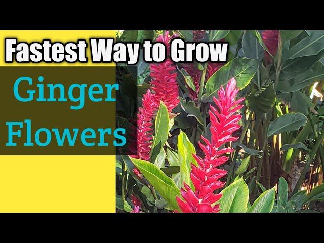 How To Grow Flowering Ginger, Ornamental Ginger Propagation,Mindfulness Memories