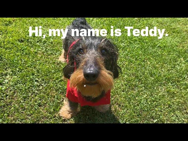 Teddy the Dachshund