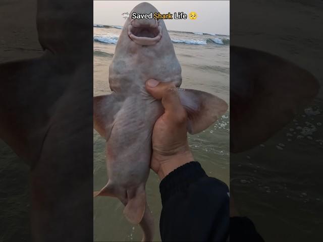 Rescue Mission: Saved shark stuck on the shore 