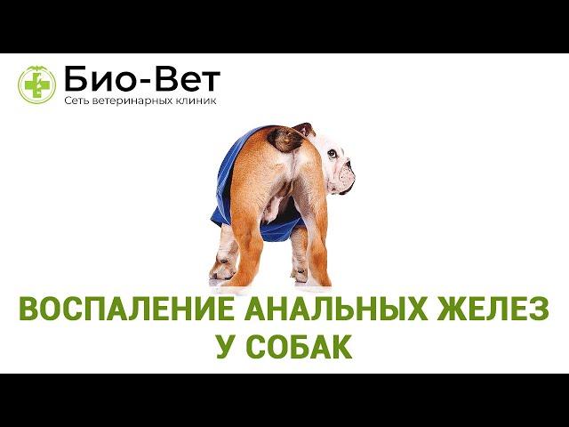 Воспаление Анальных Желез у Собак // Симптомы и Лечение // Сеть Ветклиник БИО-ВЕТ