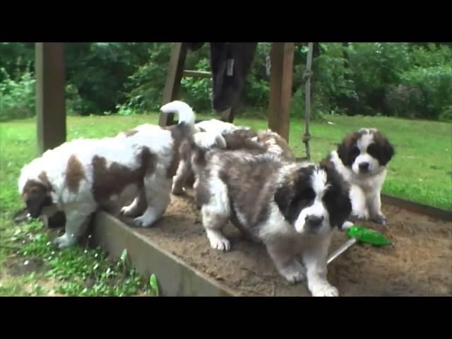 Super Cute Moscow Watchdog Puppies 7 weeks old